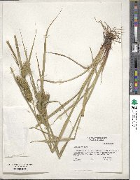 Carex lupulina image