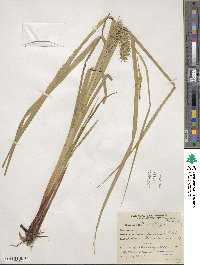 Carex lupulina image