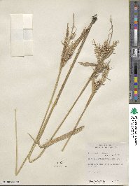 Carex lupulina image