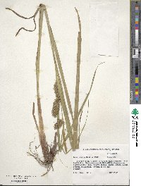 Carex lupulina image