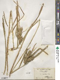 Carex lupulina image