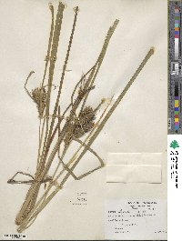 Carex lupulina image