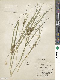 Carex lupulina image