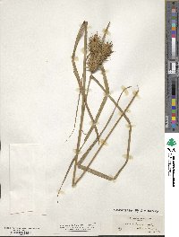 Carex lupulina image