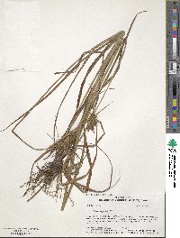 Carex lupulina image