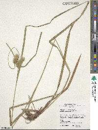 Carex lupulina image