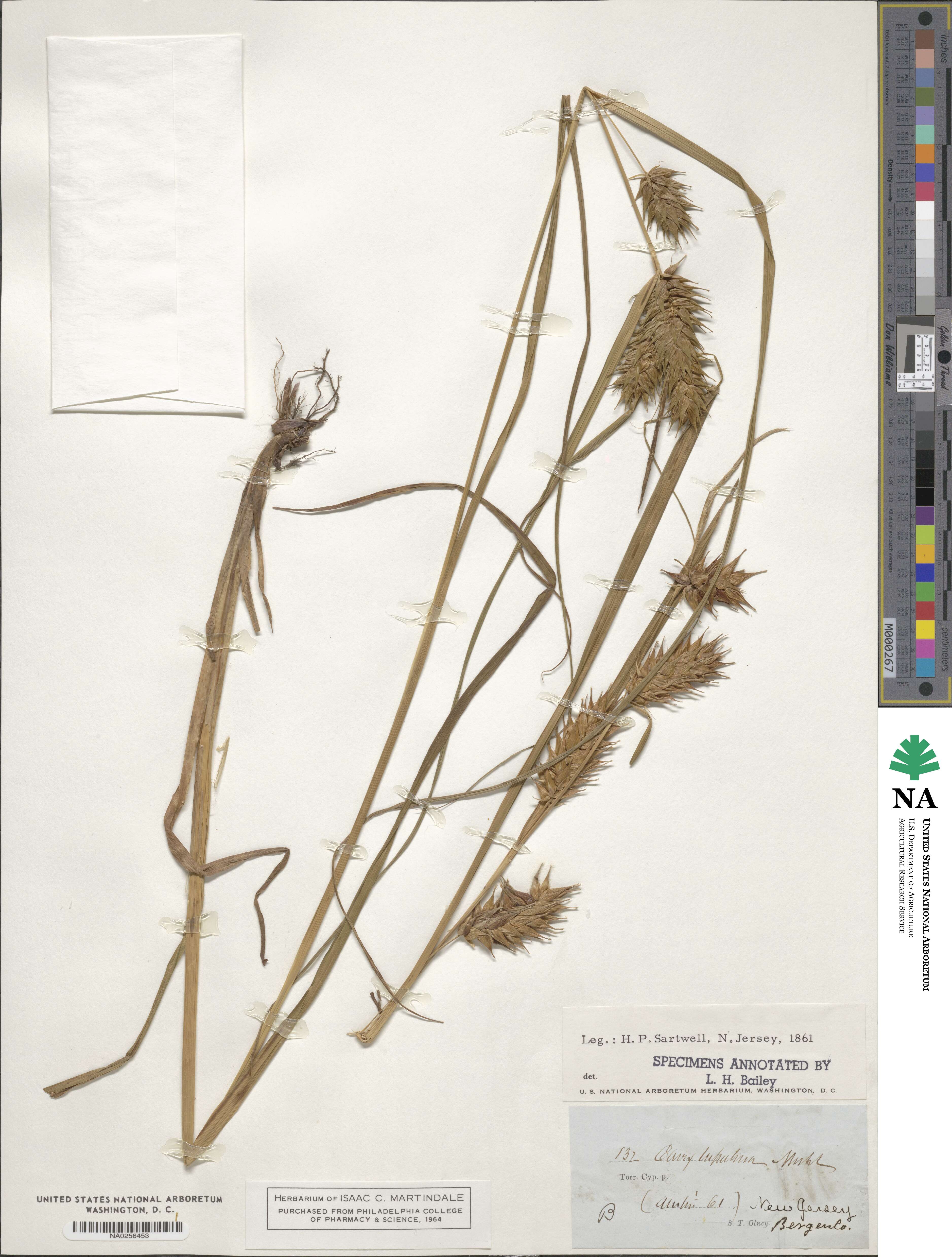 Carex lupulina image