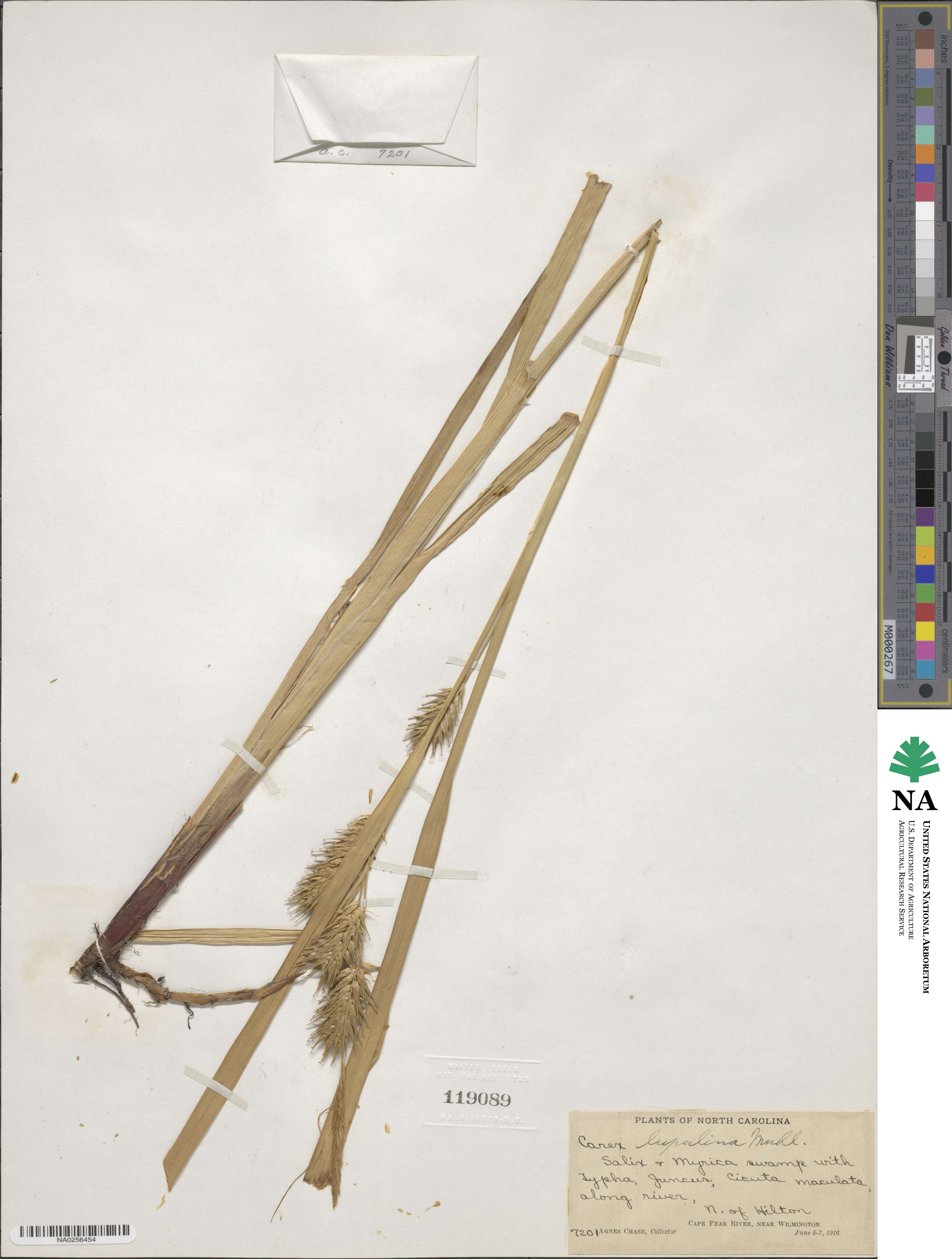 Carex lupulina image