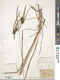 Carex lupulina image