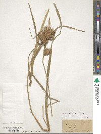 Carex lupulina image