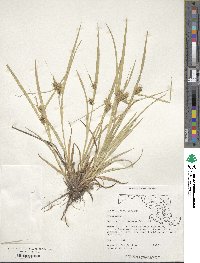 Carex lurida image