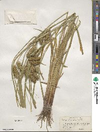 Carex lurida image