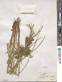 Carex lurida image