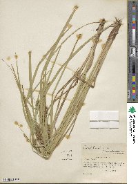 Carex lurida image