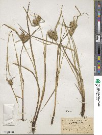 Carex lurida image