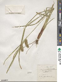 Carex lurida image