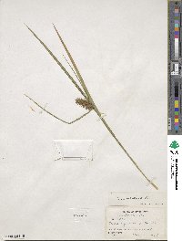 Carex lurida image