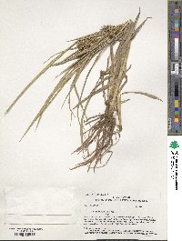 Carex lurida image