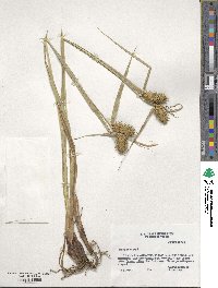 Carex lurida image