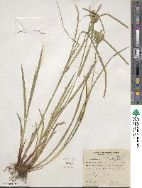 Carex lurida image