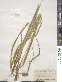 Carex lurida image