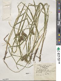 Carex lurida image