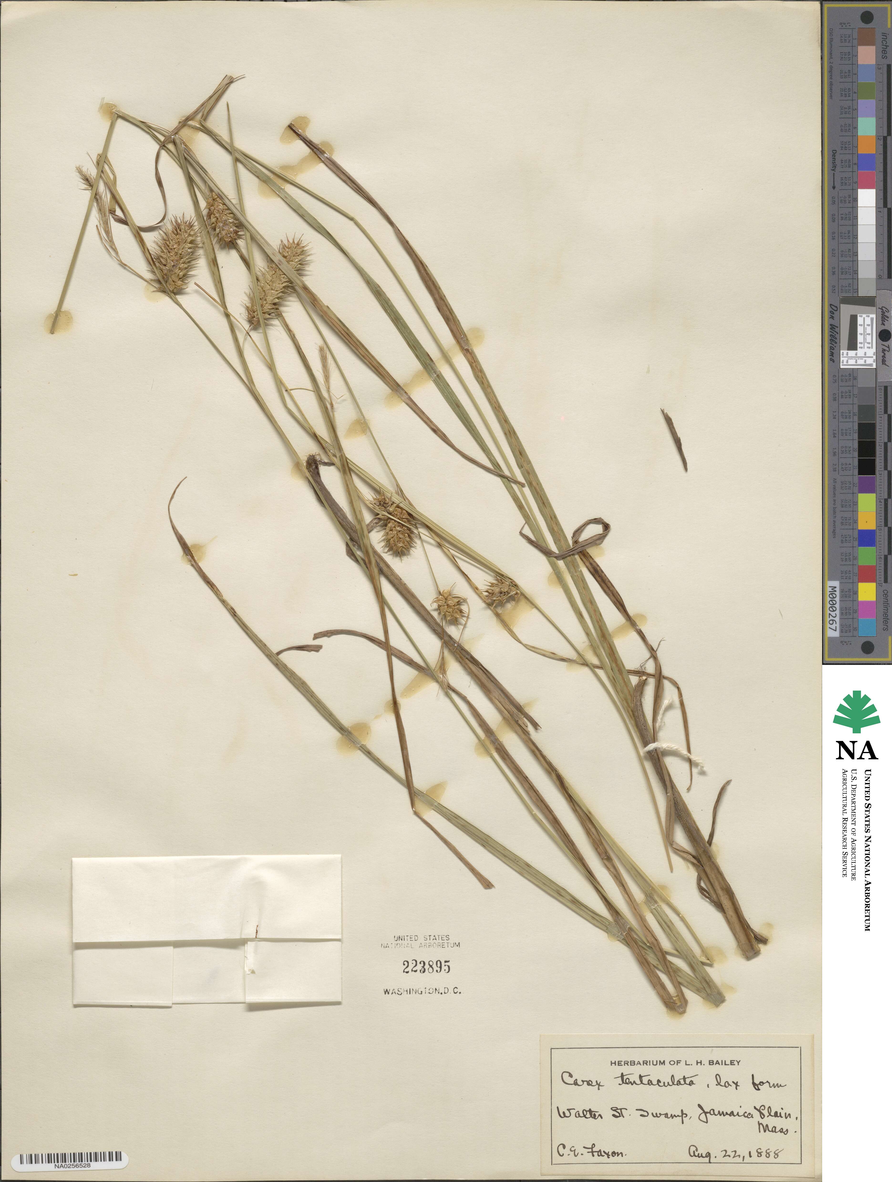 Carex lurida image