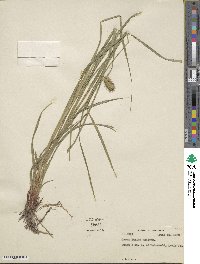 Carex lurida image