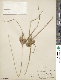 Carex lurida image