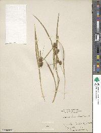 Carex lurida image