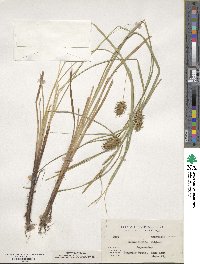 Carex lurida image