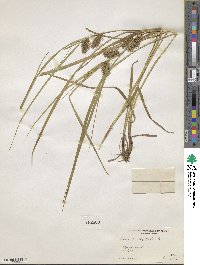 Carex lurida image