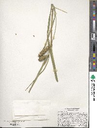 Carex lurida image