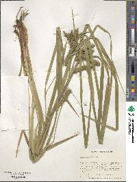 Carex lurida image