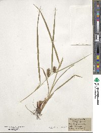 Carex lurida image