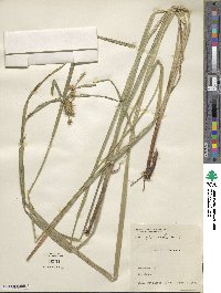 Carex lurida image