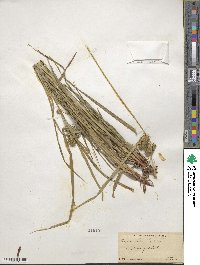 Carex lurida image