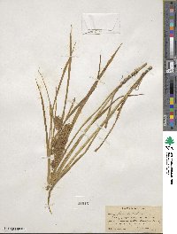 Carex lurida image