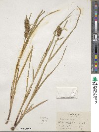 Carex lurida image