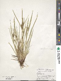 Carex lurida image