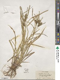 Carex lurida image