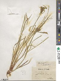 Carex lurida image