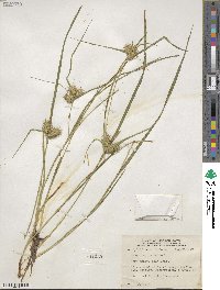 Carex lurida image