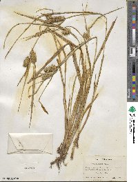 Carex lurida image