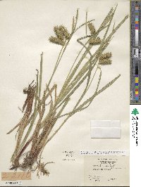 Carex lurida image