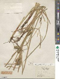 Carex lurida image