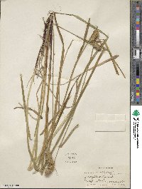 Carex lurida image