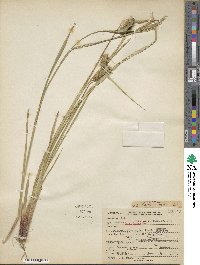 Carex lurida image