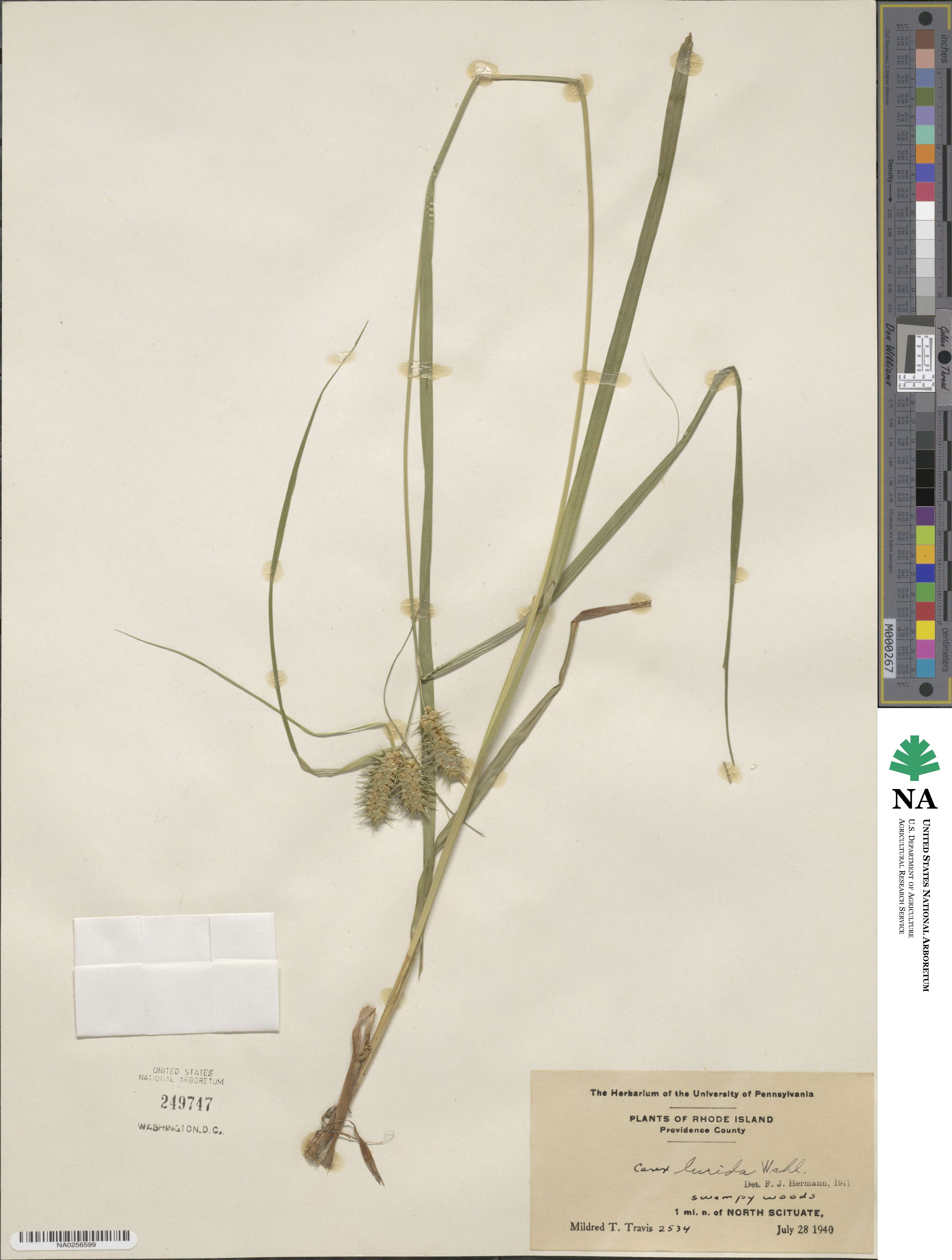 Carex lurida image