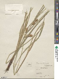 Carex lurida image